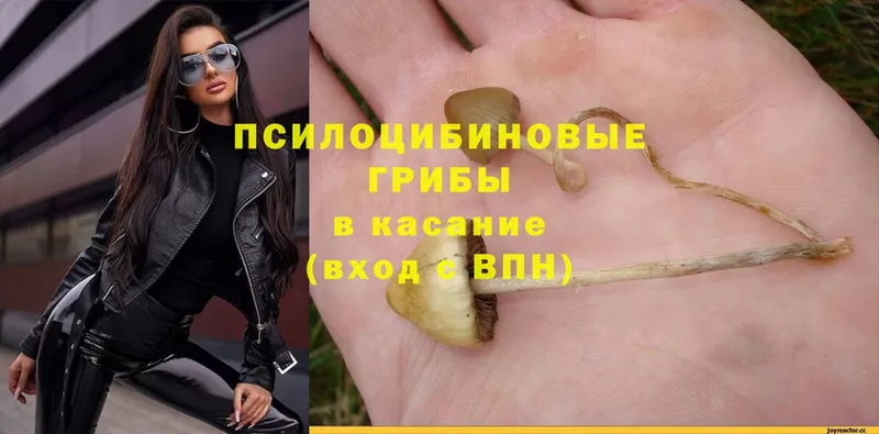 Псилоцибиновые грибы Psilocybe  MEGA зеркало  Новокубанск 